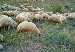 Alucuralılara koyun dağıtılacak