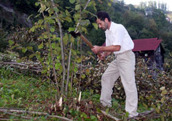 Fındıkçı fındığını kesip yaban mersini dikiyor