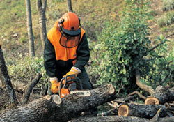 Kestiği ağaç üzerine devrildi