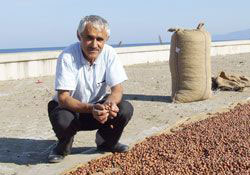 Fınkçı hala fındığını kurutmaya çalışıyor