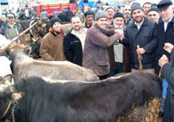 Kurban Alırken Bunlara Dikkat