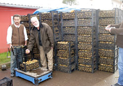 Kivi Üreticileri Derneği alıma başladı