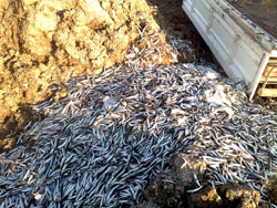 Fatsa'da Bayat Hamsi