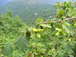 Düzce fındığa alternatif arıyor