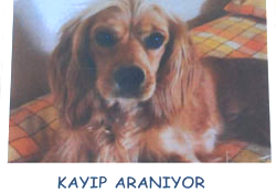 Kayıp köpek aranıyor