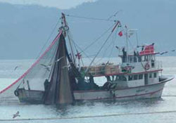 Bu yıl hamsi erken kaçtı