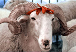 Kurban kesim kursuna ilgi yok