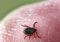 Havalar ısındı kenelere dikkat