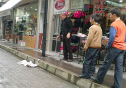 Yaralı martı sahipsiz kaldı