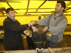 Bu yıl kurban satışları durgun