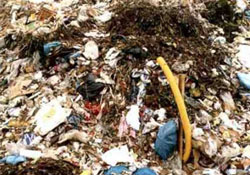 Belediye çöplüğünde bebek cesedi!