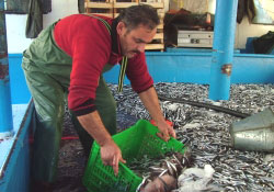 Hamsi bu yıl erken kaçtı