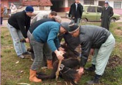 Kurban Kesim/Parçalama 130 TL