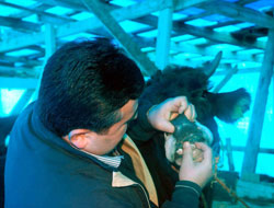 Kurbanlık dişlerinden anlaşılıyor