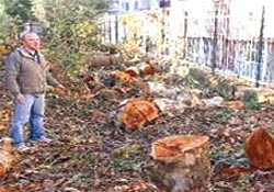 70 Yıllık çınarlar "kamera" kurbanı