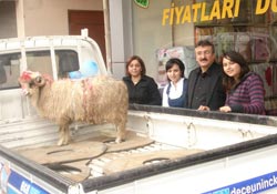 Nişanlıya bayram hediyesi kınalı koç