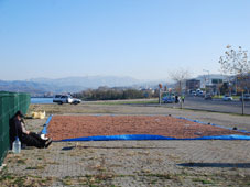 TMO çilesi; Cadde Harman Oldu