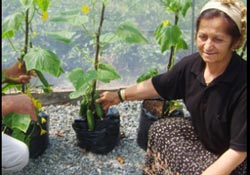 Çay çöpünde sebze yetiştirdiler