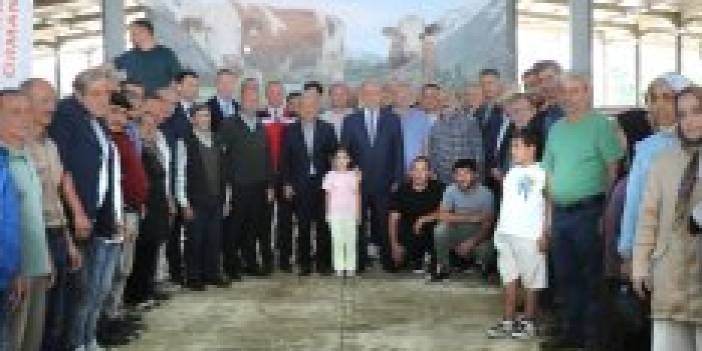 ORDU’DA 40 ÜRETİCİYE YÜZDE 70 HİBELİ 80 GEBE SİMENTAL DÜVE