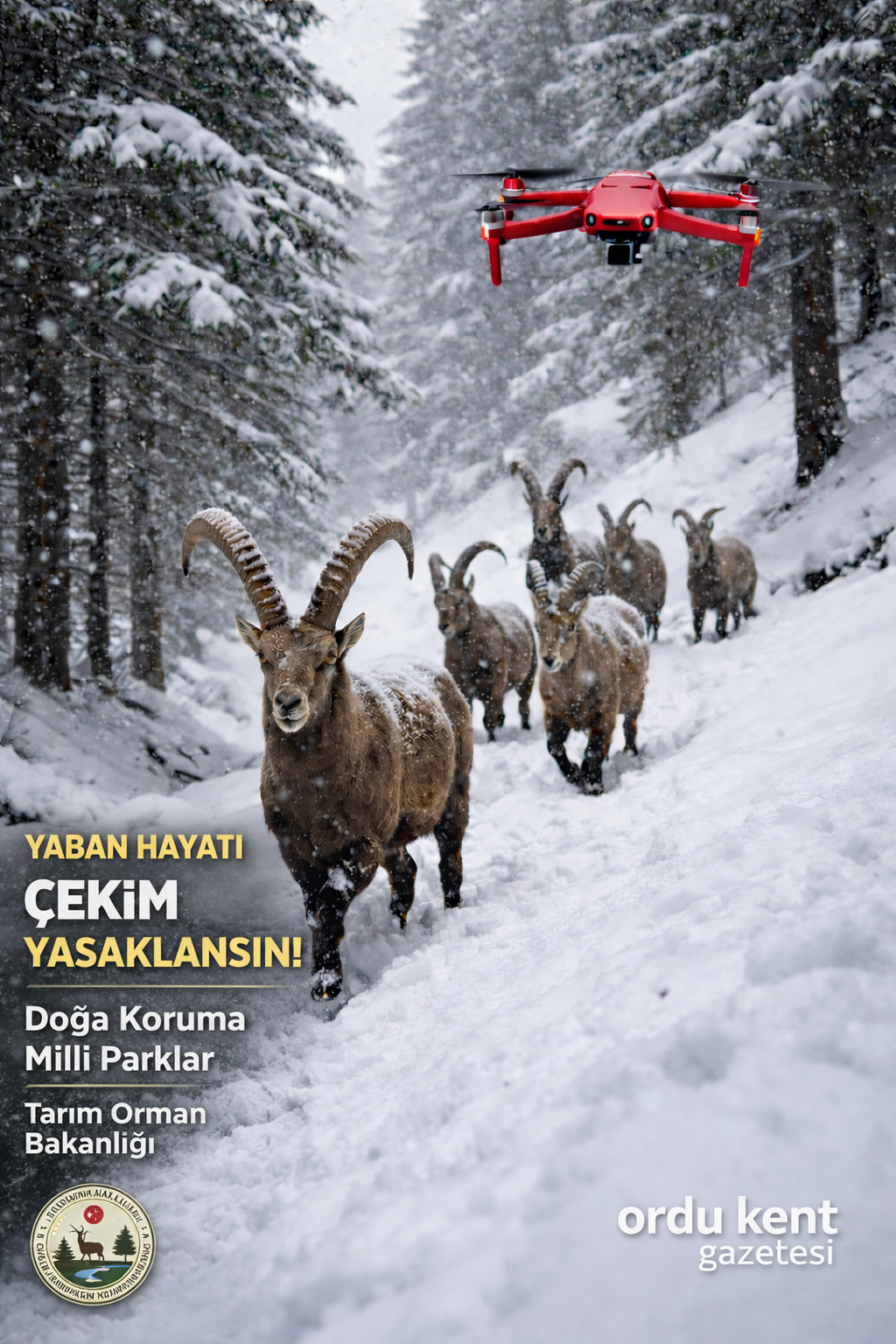 ormanda-keciler-karda-yururken-drone-uzerinden-ucuyor.png